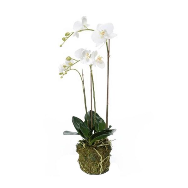 Орхидея Фаленопсис магазин Status в Ташкенте